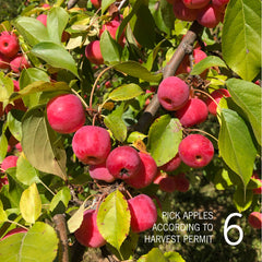 Pick Apples According to Harvest Permit